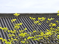 불국사