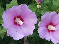 8월 8일은 무궁화의 날