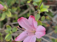 여기도 봄인가 봅니다