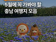 지금 가면 딱 좋을 충남 ..