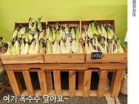 달달하고 찰진 홍천 찰옥수..
