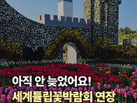 튤립축제 끝난 줄 알았죠?..
