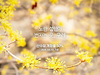 산수유 개화율 50%..