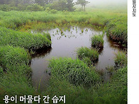 용이 머물다 간 습지, 대..