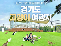 세계 고양이의 날 고양이 ..