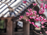 논산의 봄을 담다, 종학당