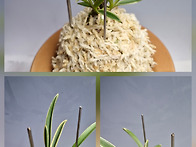 신입 청단..26.3.12