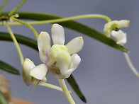 화제의 꽃....2..