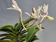 흑룡의 꽃...26..