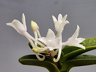 모패의 꽃...26..