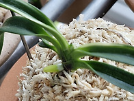 새식구들 봄맞이..26.3...