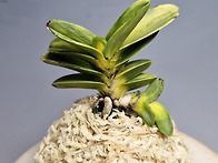 각왕모단..26.3.21