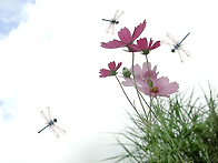 9월17일 축일 맞으신 성인