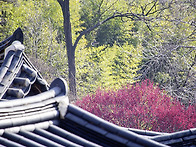 동춘당. 홍매화가..