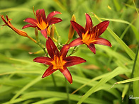 daylily(원추리꽃)가 한..