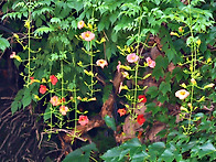 (9)2022.6.25일. 배호만..