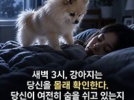 강아지 키우는 분들 이거 ..