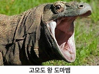 아빠가 왕도마뱀이면 아빠..