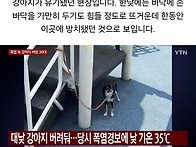 폭염속 놀이터에 강아지 ..