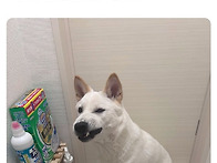 화장실 갈 때 꼭 따라오는..