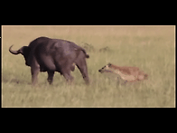 치사한 하이에나