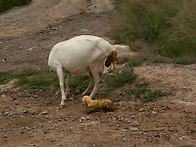 새끼 낳는 양 🐑