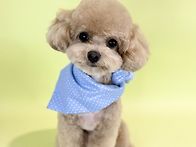 울 강아지 미용했어요 ㅋㅋ..