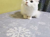 휴대폰만 보믄 눈이 침침합..