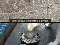 절에서 기르는 개