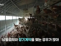 닭값 떨어지니 눈치보는 ..