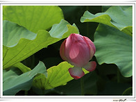 21.07.12.궁남지 연꽃