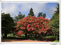 웅포문화체육센타 백일홍