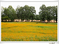 학원농장 해바라기22.08..