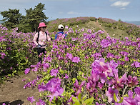 보성 초암산1 (2026/4/..