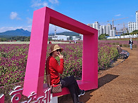 홍 순호 - 천일홍 축제장 ..