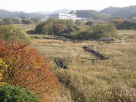 시화호 갈대습지