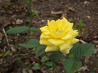 인천대공원 장미원