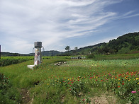 경기도 연천 임진강 댑싸리..