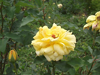 인천대공원 장미원