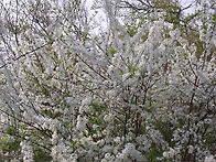 삼성 자연 생태공원