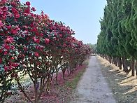 신안 임자도 홍매화(26...