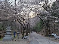 진안 마이산 벚꽃 현황