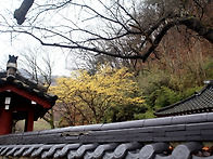 산수유 피어난 서당...