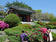 오죽헌 목단