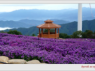 거창 감악산 아스타 국화