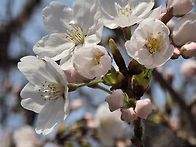 서울 성동구 금호동 개나리..