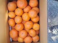 하우스레드향(상품)초특가..