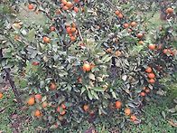 귤 과수원 풍경