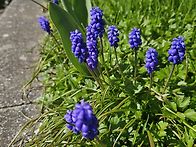 벤쿠버 봄(사진: 이정순 ..