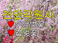 겹벚꽃, 수양벚꽃(천안각원..
